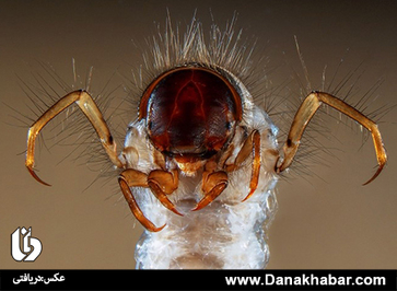 رتبه نهم: فابریس پارایز، موسسه DREAL فرانسه
این عکس سر و بخشی از پاهای لارو پشه جگن (Caddisfly) را نشان می دهد؛ نوعی حشره بومی اروپا و آمریکای شمالی که لارو آنها در میان شن و ماسه‌های آب شیرین زندگی می‌کند. این لارو با استفاده از دانه‌های ماسه قفسی می‌سازد تا از بدن نرمش محافطت کند. از آنجایی‌که لارو این حشرات به آلودگی زیستی حساس هستند و در صورت کثیف بودن آب می‌میرند، از آنها برای پایش بیومتریک آب شیرین استفاده می‌شود.
تکنیک: استریو میکروسکوپی؛ بزرگنمایی 15 برابر