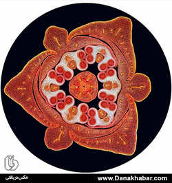 رتبه چهارم: اسپایک واکر، استفوردشایر انگلستان 
برشی عرضی از غنچه گل زنبق
تکنیک: نوردهی زمینه تاریک