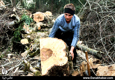 قطع درختان کهنسال در بهشهر