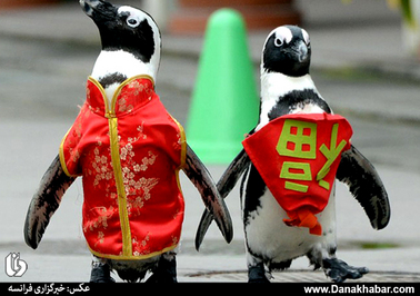 پنگوئن‌ها با لباس سنتی به مناسبت سال جدید قمری در پارک تفریحی؛ ژاپن