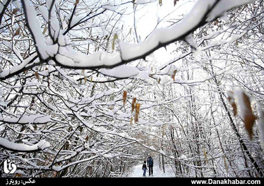 گشتی در جنگل‌های بوسنی پس از بارش برف