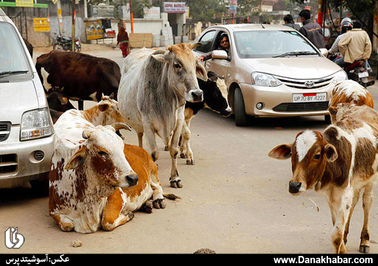 پرسه گاوها در الله آباد هند.