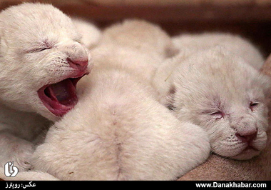 توله شیرهای سفید تازه متولد شده در باغ‌وحش خصوصی؛ لهستان.