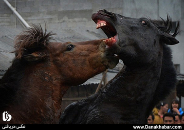 جنگ اسب ها
