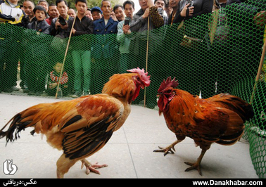 یکی از رسوم  چینی ها در جشن های سال نوی چینی به جان هم انداختن حیوانات و تماشا و شرط بندی روی برنده آن است