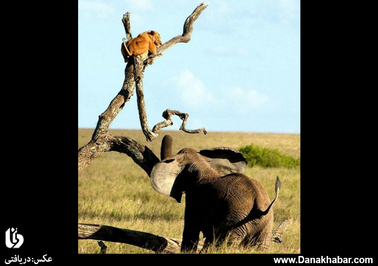فرار شیر از خشم فیل به بالای درخت (تانزانیا)
