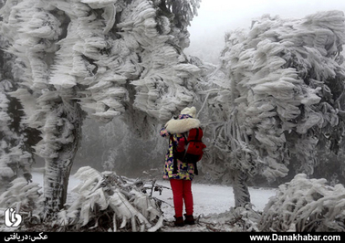 یخ زدگی درختان در زی یوان چین
