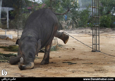 فیل در حال تلاش برای پاره کردن مچ بند در معبدی در کلمبو سری لانکا
