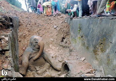  افتادن یک بچه فیل به داخل گودال در نزدیکی راه آهن (هند) 
