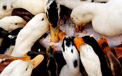 مزرعه پرورش اردک در صومعه‌سرا. (ایسنا)