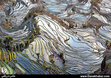  نمایی از شالیزارهای کشت برنج در استان یونان چین 