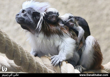 میمون‌های تامارین همراه پدرشان در باغ‌وحش برلین. (گتی)
