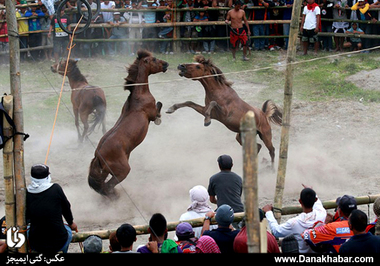جدال اسب‌ها در جشنواره روستاییان؛ فیلیپین. (گتی)
