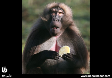 میمون بابون در باغ‌وحش ادینبورگ. (PA)
