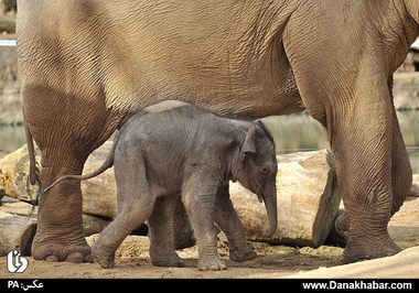 فیل هندی در باغ‌وحش Twycross؛ وارویکشایر. (PA)
