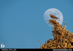 25 عکس برتر پرندگان هفته از نگاه نشنال جئوگرافیک