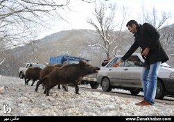 طبیعت زمستانی پارک ملی گلستان