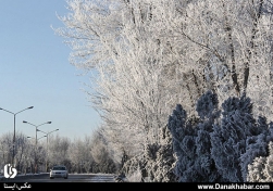 طبیعت زیبای درختان برفی