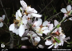 شکوفه های بهاری