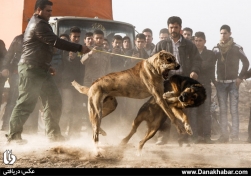 پدیده «سگ دعوا» در همسایگی فردوسی