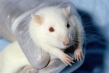 تولد نخستین ابر موش جهان