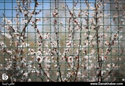 شکوفه‌های بهاری