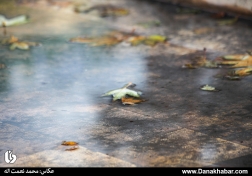 پاییزی که رفت