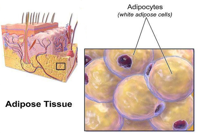 کشف نقش چربی زیر پوست در محافظت از بدن