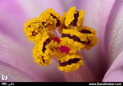 دنیای زیر میکروسکوپ