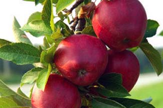 سیب ایران به اروپا می‌رود / صادرات ۱.۵ میلیارد دلاری پسته