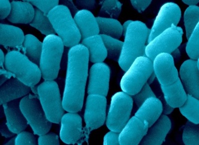 تولید نوعی باکتری که از آزمایشگاه فرار نمیکند