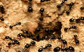 چرا بیشتر مورچه‌ها چپ‌دست هستند؟