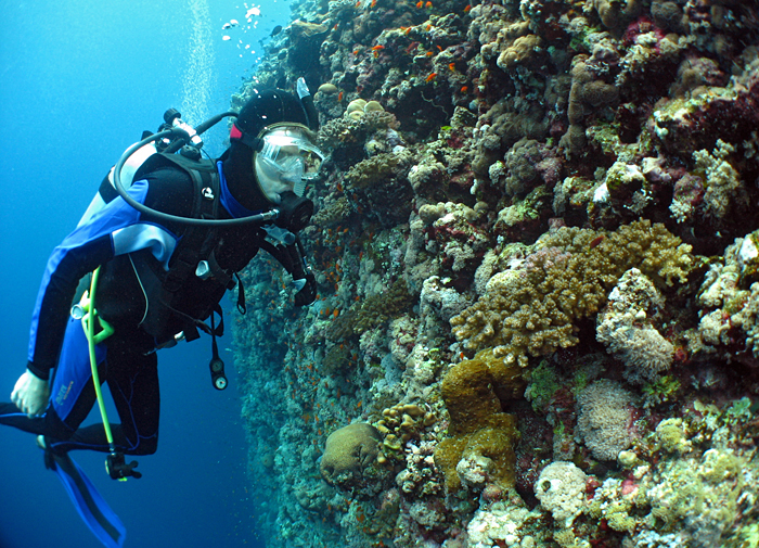 خلیجی که آینده حیات موجودات دریایی دنیا را رقم می زند