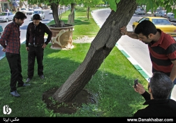 جوشش آب از دل درخت در همدان
