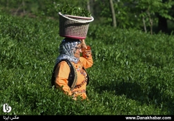 برگ سبز چای، از چینش تا فرآوری