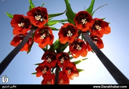 لاله های واژگون در روستای دره بید