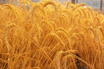 خرید یک میلیون و 700 هزارتن گندم از کشاورزان