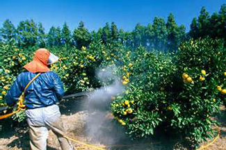 مصرف بیش از اندازه سموم در محصولات کشاورزی، سرطان به همراه دارد