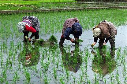 تنها نگران میزان تولید برنج هستیم / برنامه های پکیجی وزارت جهاد کشاورزی برای افزایش راندمان مصرف آب