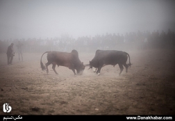 آیین سنتی جونکا سَره - مازندران