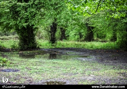 طبیعت زیبای مازندران