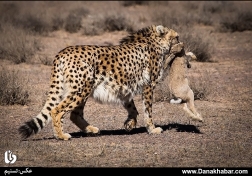 یار دوازدهم