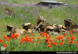 طبیعت دامنه‌های کوهستانی تالش‎