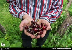 برداشت گیلاس در آذربایجان غربی