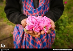 گلابگیری در قمصر کاشان
