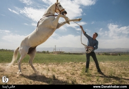 جشنواره زیبایی اسب اصیل ترکمن - بجنورد
