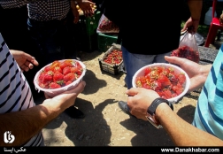 جشن توت فرنگی در روستای فولاد مهدیشهر - سمنان