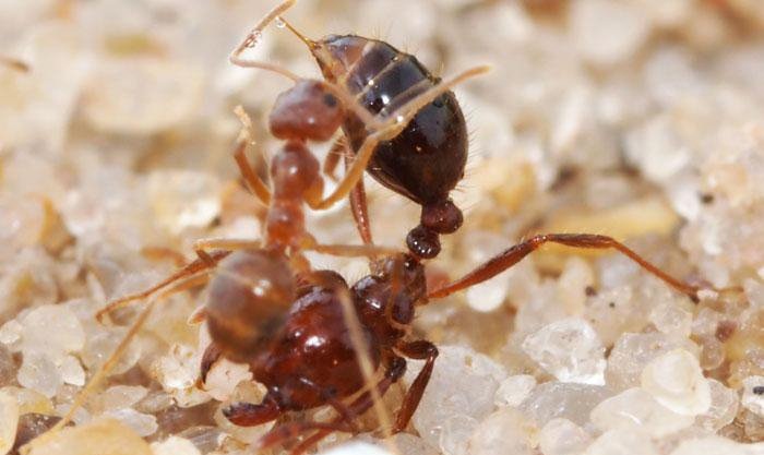 کشف مایعی تازه در طبیعت که در اثر نبرد تن به تن مورچه‌ها حاصل می شود