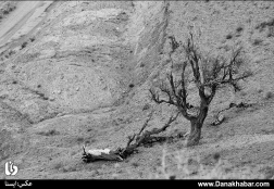 نابودی باغ‌ها در پی خشکسالی - خراسان جنوبی