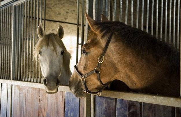 اسب‌ها با گوش و چشمانشان صحبت می‌کنند!